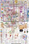Full Brain Map Poster