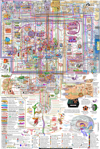 Full Brain Map Poster 