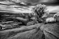 The Tree of Ages