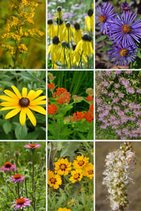 Chicago Heirloom/Native Wildflower Mix (A-2072 "Windy City")