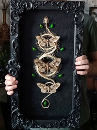 Image 1 of Large! Indo-Chinese rat snake with moths and beetles