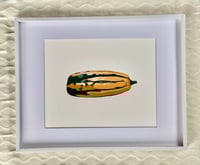 Delicata Squash Print