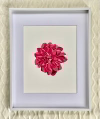 Dahlia Print