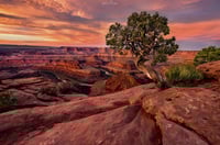 The Bonsai of Canyonlands 