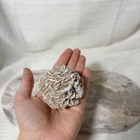 Image 1 of Desert Rose