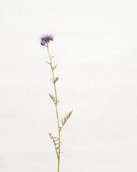 Image 1 of Phacelia - 7248 