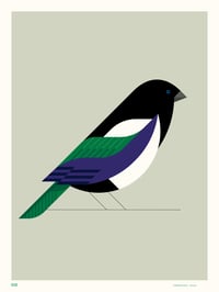Magpie