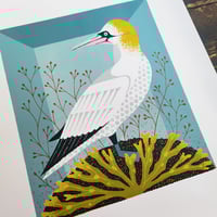 Image 2 of The Gannet