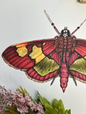 Colymychus Moth