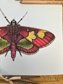 Colymychus Moth