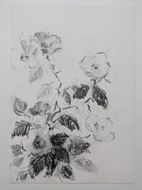 Wild roses IV