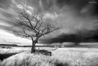 Image 2 of Pilar Hill Series 2021