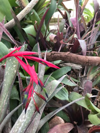 Image 1 of Bilbergia saundersii