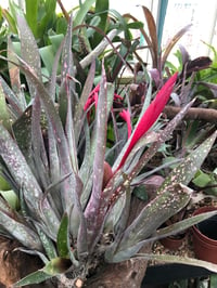 Image 2 of Bilbergia saundersii