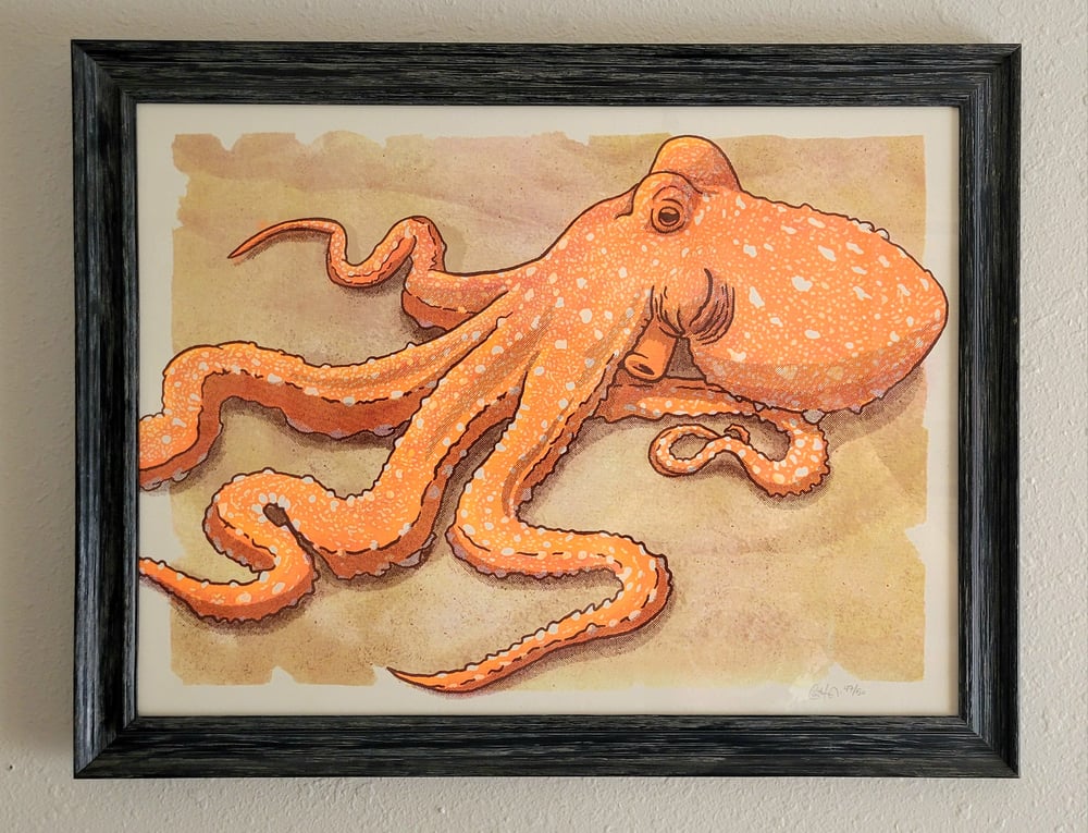 Image of White Spotted Octopus in Gran Canaria