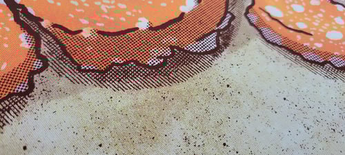 Image of White Spotted Octopus in Gran Canaria