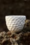 Image of Shell Cups