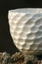 Image of Shell Cups