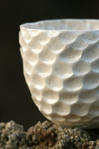 Image 2 of Shell Cups