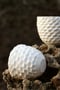 Image of Shell Cups