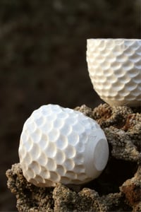 Image 3 of Shell Cups