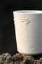 Image of Cup Palmeras 2.0