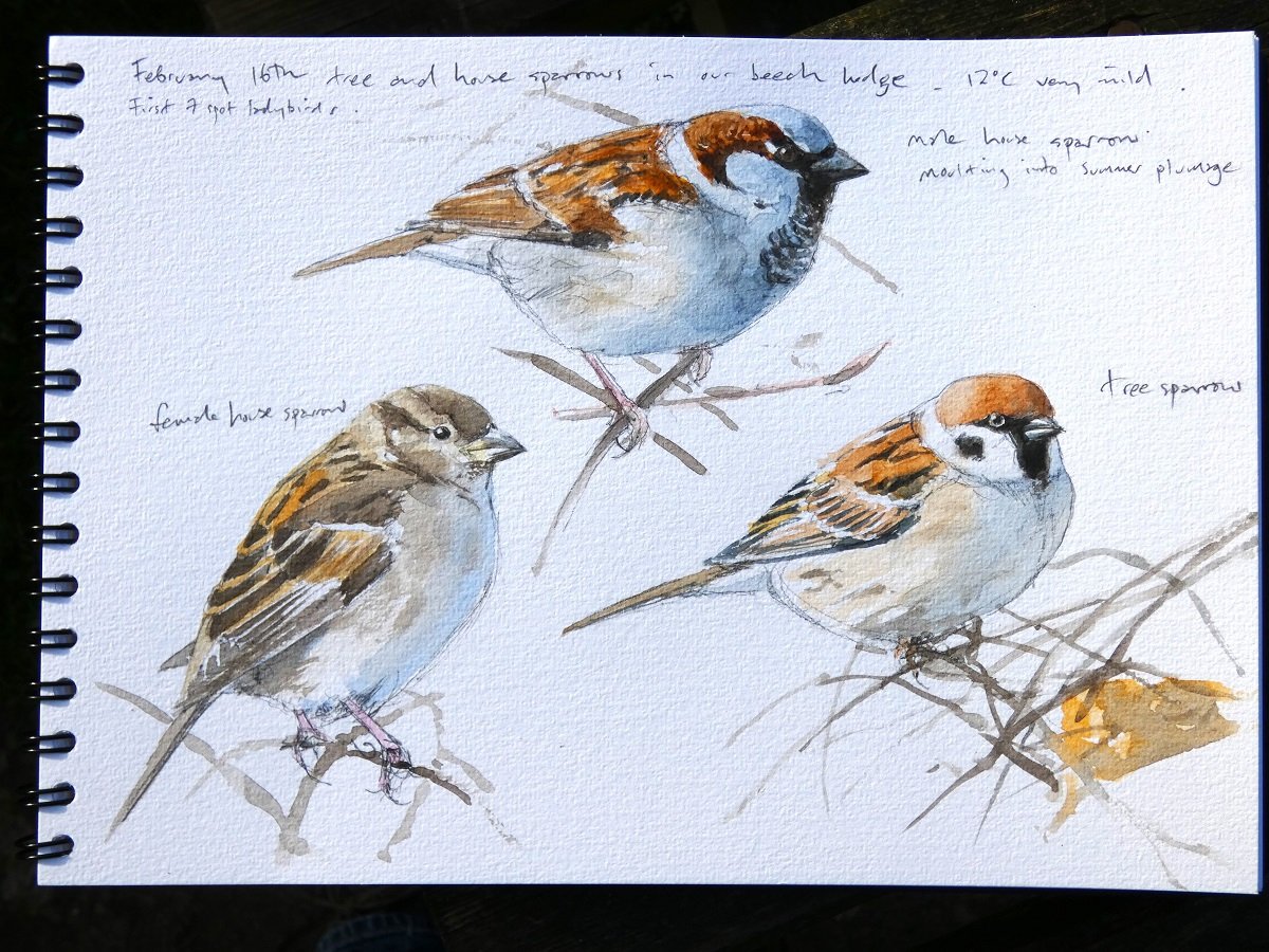 Image of House and tree sparrow studies