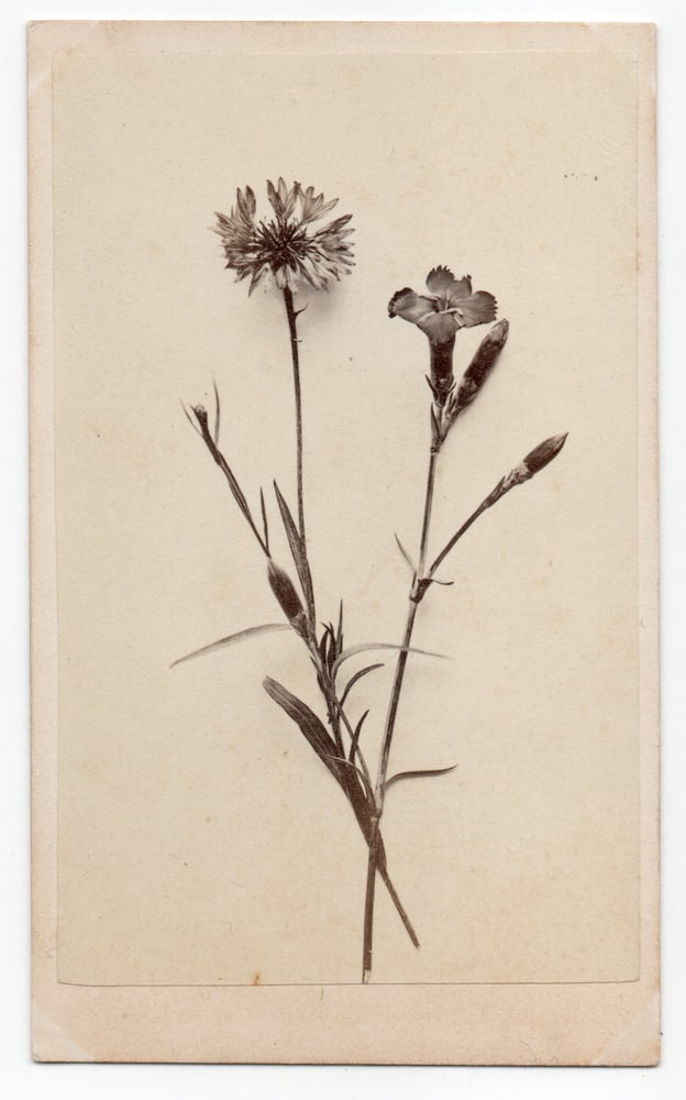 Image of Anonyme: still life of flowers, ca. 1865