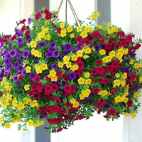 A- 12" Hanging Basket Calibrachoa mixed colors