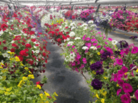 B-12” Hanging Basket Mixed flowers 