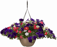 C-12” Hanging Petunia Basket
