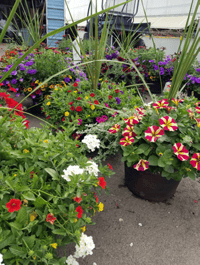 D-15” Mixed Patio Planter