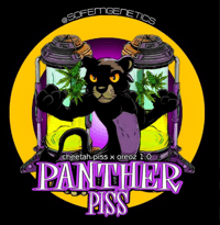 Image 1 of SoFem Genetic's ~ Panther Piss