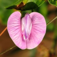 Image 3 of HSV (Herpes) Yoni Flower Steam