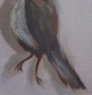 Image 3 of Petit oiseau mort