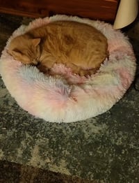 Image 1 of Donut Beds