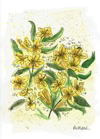 Yellow Jessamine