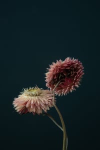 Still Life with Pink Strawflower no. 1