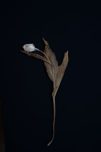 Still Life with Dried Tulip