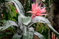 Image 2 of Aechmea fasciata "primera"