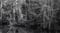 Image of OIB Swamp Park NC (#2), Black & White, 2023