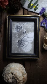 Image 1 of Vintage Butterfly Anatomy Print