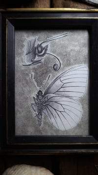 Image 2 of Vintage Butterfly Anatomy Print