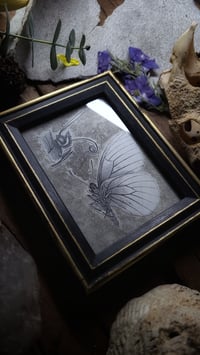 Image 4 of Vintage Butterfly Anatomy Print