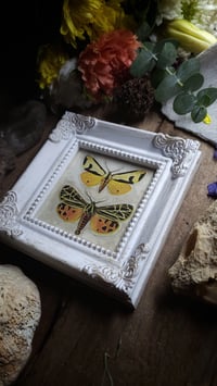 Image 4 of Tiger Moth Frame