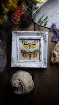 Image 5 of Tiger Moth Frame