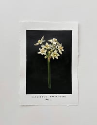 Image 1 of Narcissus Paperwhite