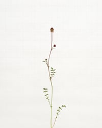 Image 1 of Salad Burnet - 8721 