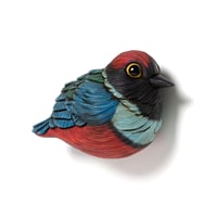 Image 2 of Mini Bird: Sula Pitta by Calvin Ma