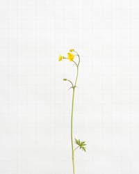 Image 1 of Meadow Buttercup - 5958 